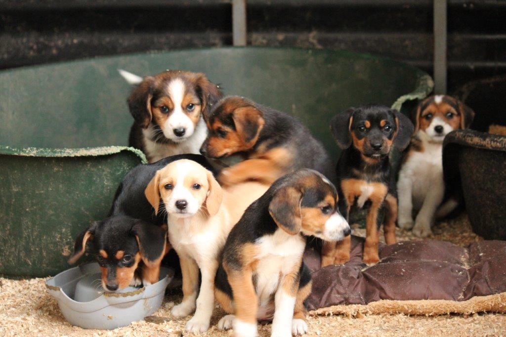 SOS vergessene Pfoten e.V. Tiere suchen ein Zuhause